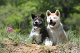 AKITA INU 384